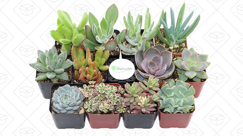 Gold Box de cactus | AmazonGráfico: Jillian Lucas